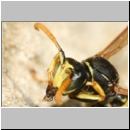 Polistes dominula - Haus-Feldwespe m07b.jpg